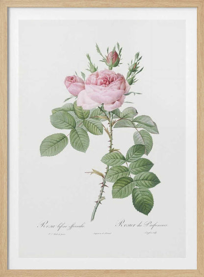 Rosa Bifera Officinalis,les Roses (1817–1824) - Poster / Art Print