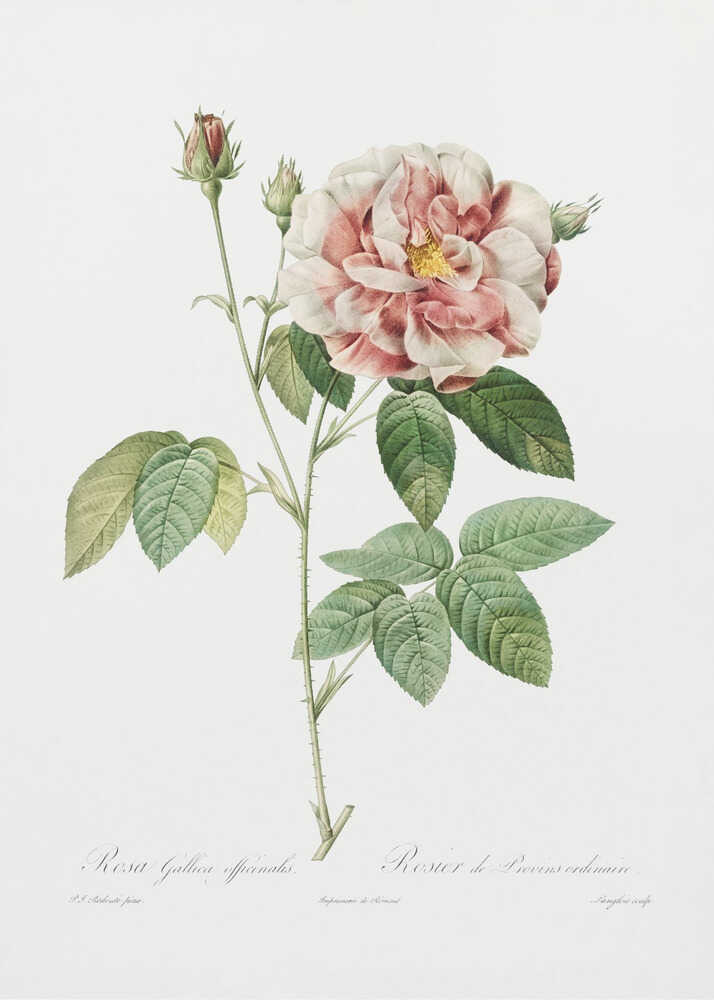 Rosa Gallica (1817–1824), Les Rose - Poster / Art Print