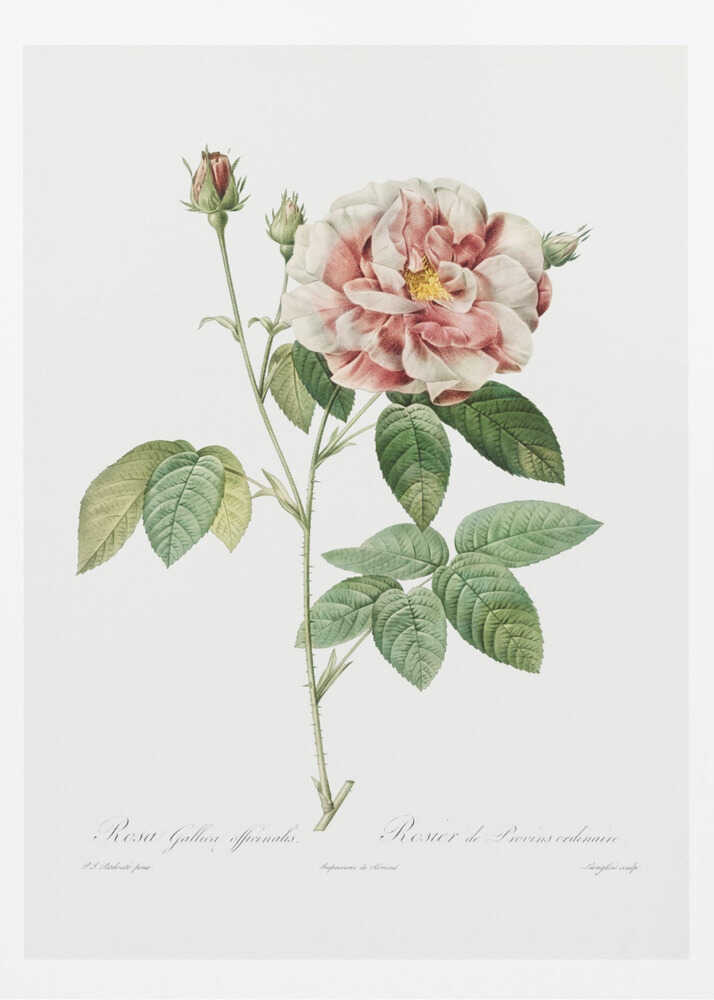 Rosa Gallica (1817–1824), Les Rose - Poster / Art Print