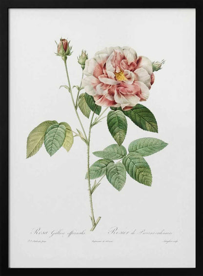 Rosa Gallica (1817–1824), Les Rose - Poster / Art Print