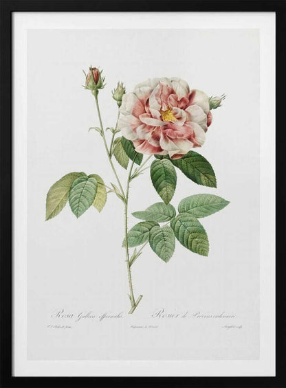 Rosa Gallica (1817–1824), Les Rose - Poster / Art Print