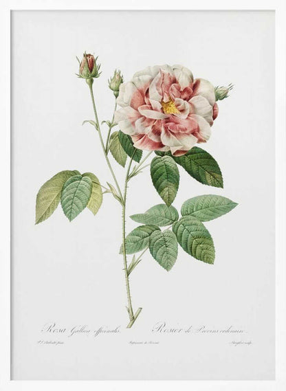 Rosa Gallica (1817–1824), Les Rose - Poster / Art Print