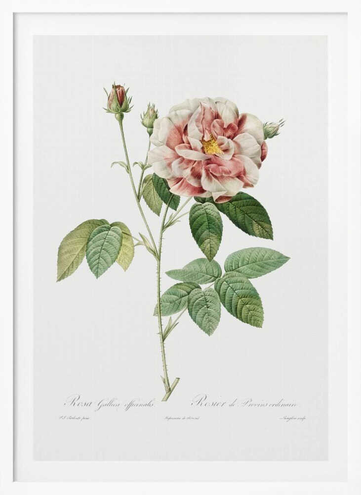 Rosa Gallica (1817–1824), Les Rose - Poster / Art Print
