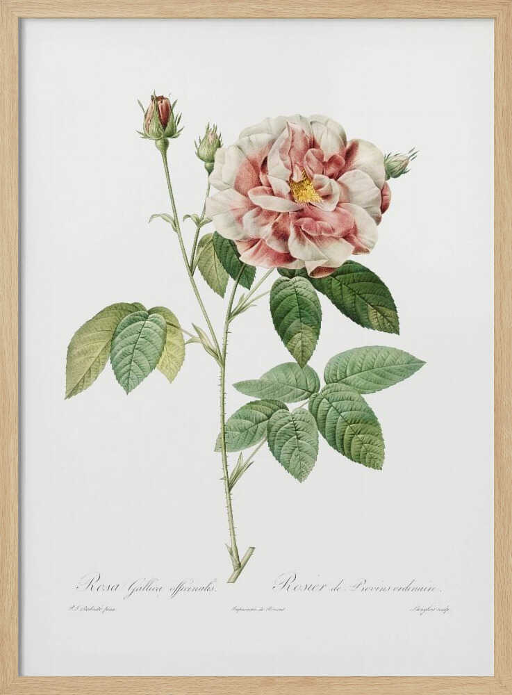 Rosa Gallica (1817–1824), Les Rose - Poster / Art Print