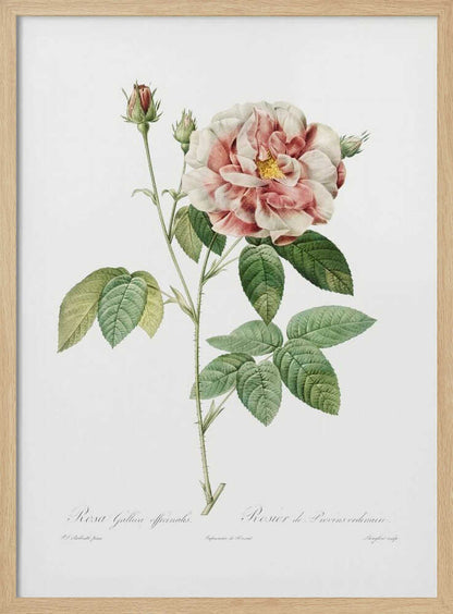 Rosa Gallica (1817–1824), Les Rose - Poster / Art Print