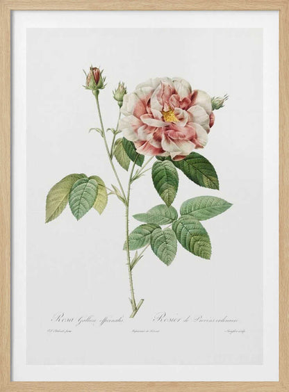 Rosa Gallica (1817–1824), Les Rose - Poster / Art Print