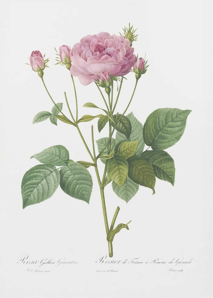 Rosa Gallica Granules, Les Roses (1817–1824) - Poster / Art Print