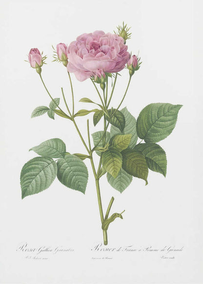 Rosa Gallica Granules, Les Roses (1817–1824) - Poster / Art Print