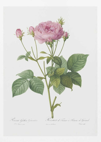 Rosa Gallica Granules, Les Roses (1817–1824) - Poster / Art Print
