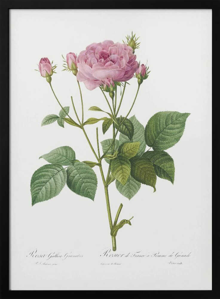 Rosa Gallica Granules, Les Roses (1817–1824) - Poster / Art Print