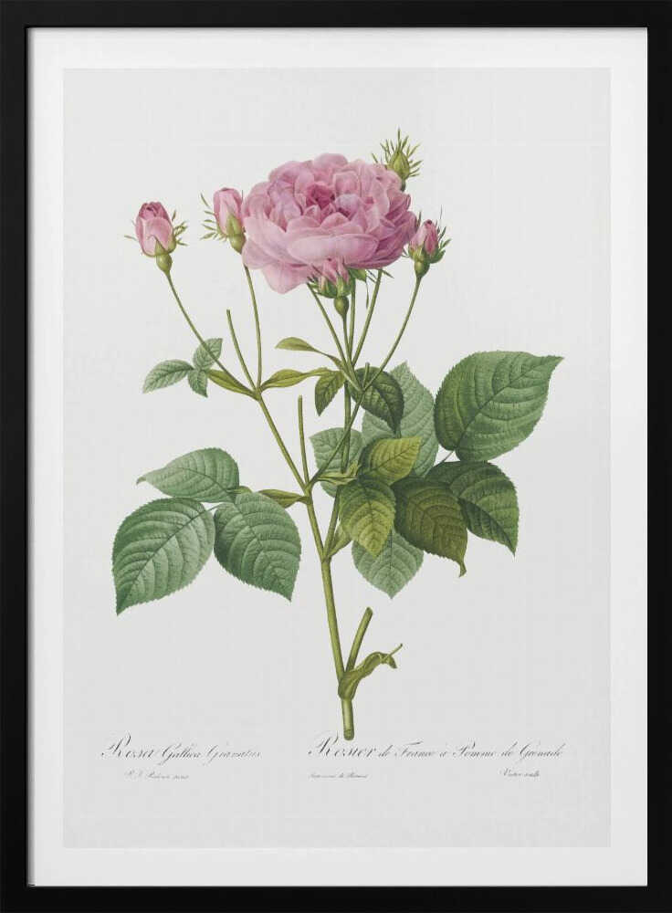 Rosa Gallica Granules, Les Roses (1817–1824) - Poster / Art Print
