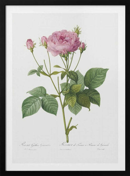Rosa Gallica Granules, Les Roses (1817–1824) - Poster / Art Print