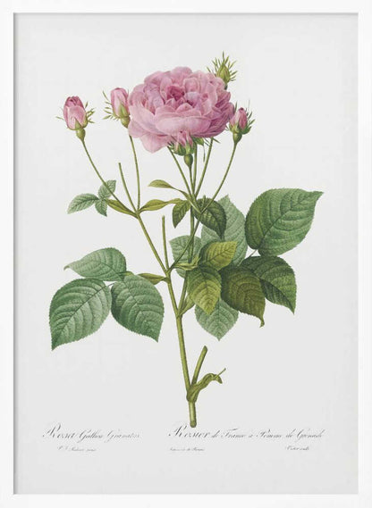 Rosa Gallica Granules, Les Roses (1817–1824) - Poster / Art Print