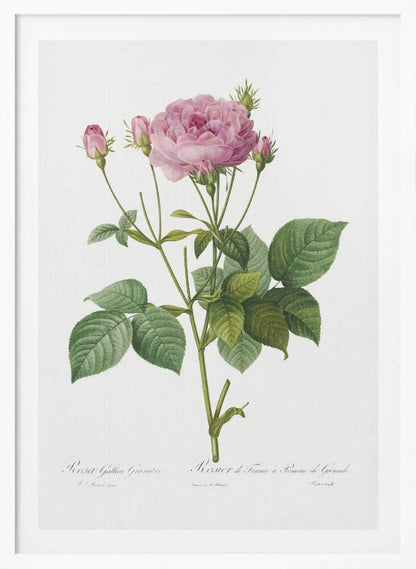 Rosa Gallica Granules, Les Roses (1817–1824) - Poster / Art Print