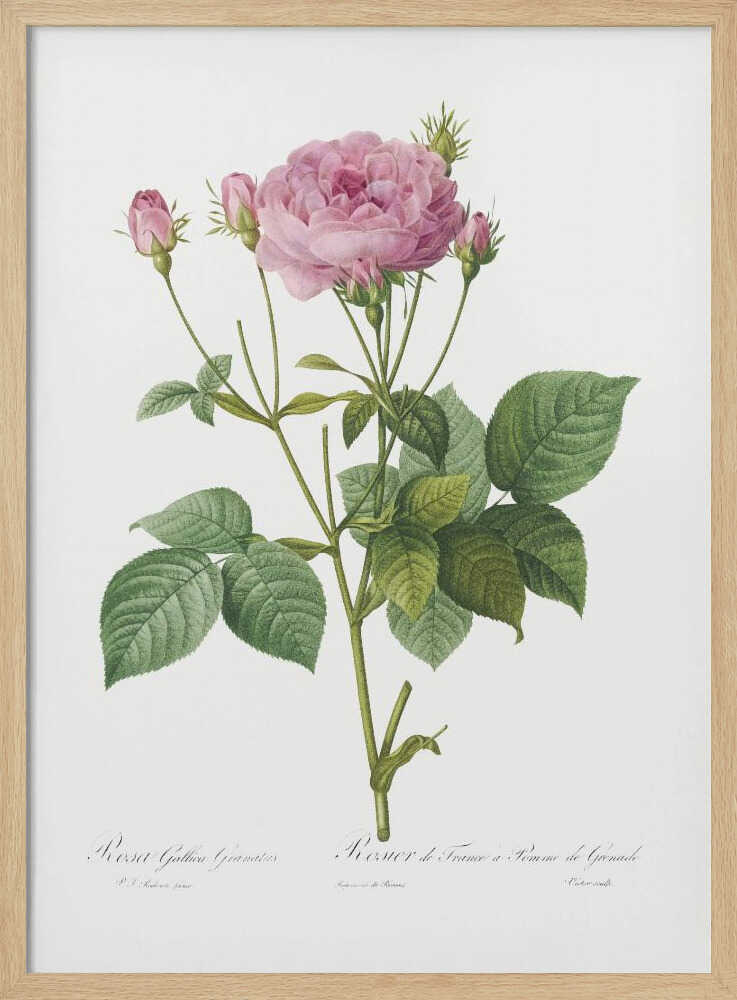 Rosa Gallica Granules, Les Roses (1817–1824) - Poster / Art Print