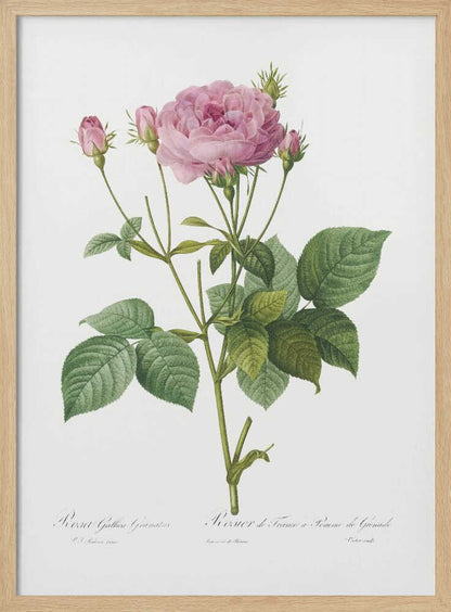 Rosa Gallica Granules, Les Roses (1817–1824) - Poster / Art Print
