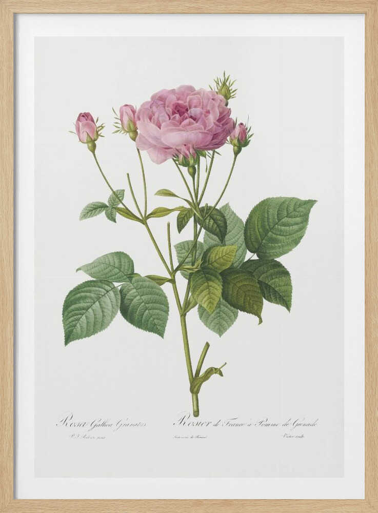 Rosa Gallica Granules, Les Roses (1817–1824) - Poster / Art Print
