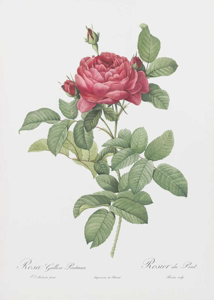 Rosa Gallica Pontiana, Les Roses (1817–1824) - Poster / Art Print