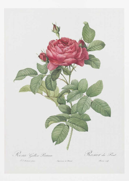 Rosa Gallica Pontiana, Les Roses (1817–1824) - Poster / Art Print