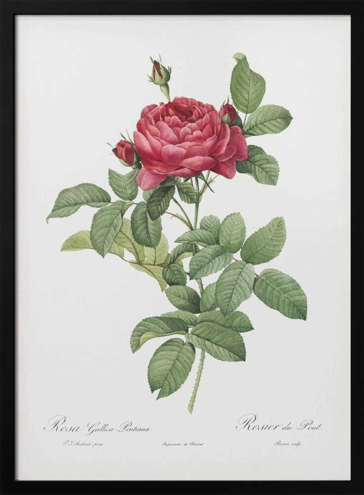 Rosa Gallica Pontiana, Les Roses (1817–1824) - Poster / Art Print
