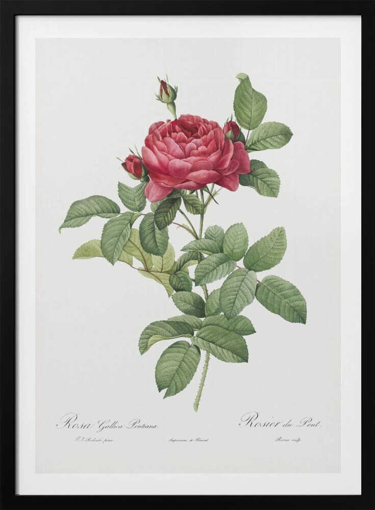 Rosa Gallica Pontiana, Les Roses (1817–1824) - Poster / Art Print