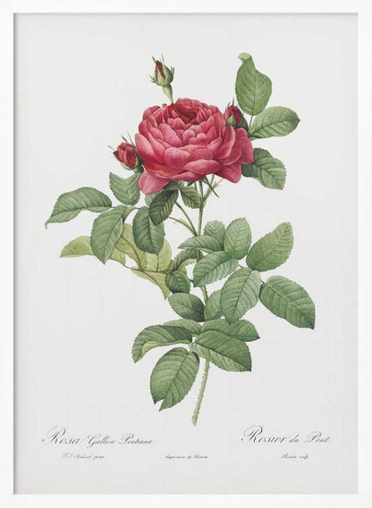 Rosa Gallica Pontiana, Les Roses (1817–1824) - Poster / Art Print
