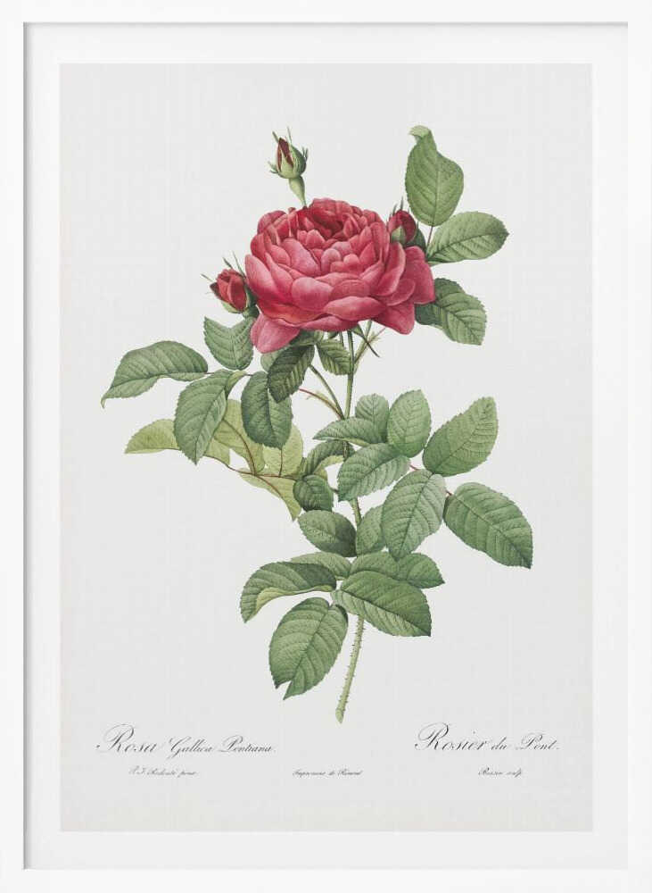 Rosa Gallica Pontiana, Les Roses (1817–1824) - Poster / Art Print