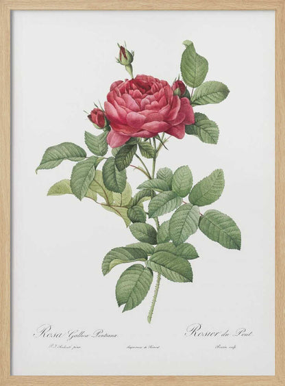Rosa Gallica Pontiana, Les Roses (1817–1824) - Poster / Art Print