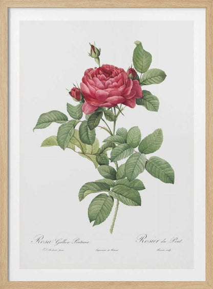 Rosa Gallica Pontiana, Les Roses (1817–1824) - Poster / Art Print