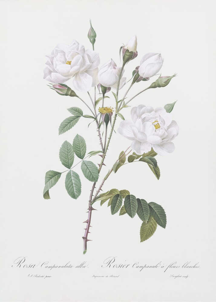 Rosa Gallica Pontiana, Les Roses (1817–1824) - Poster / Art Print