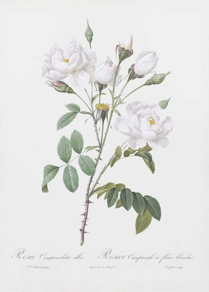 Rosa Gallica Pontiana, Les Roses (1817–1824) - Poster / Art Print
