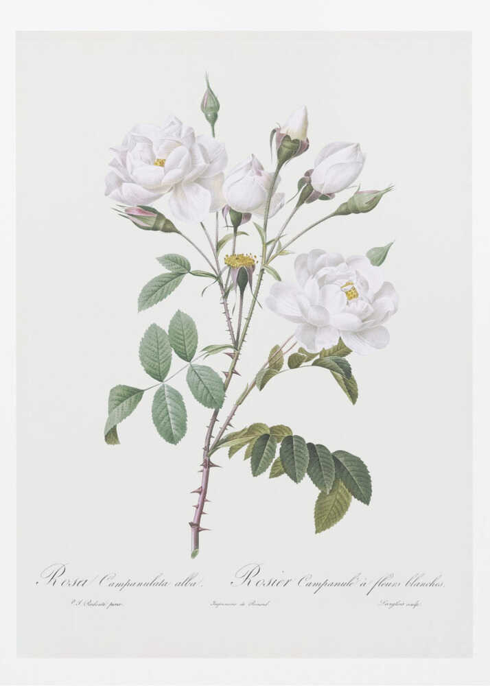 Rosa Gallica Pontiana, Les Roses (1817–1824) - Poster / Art Print