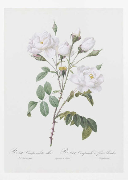 Rosa Gallica Pontiana, Les Roses (1817–1824) - Poster / Art Print