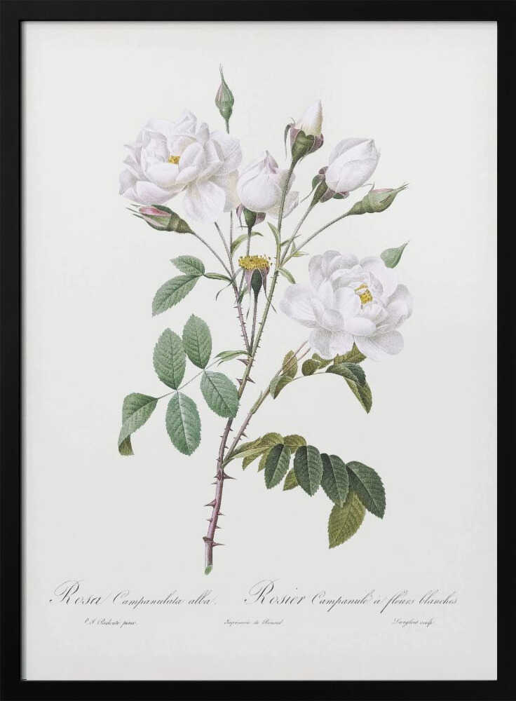 Rosa Gallica Pontiana, Les Roses (1817–1824) - Poster / Art Print