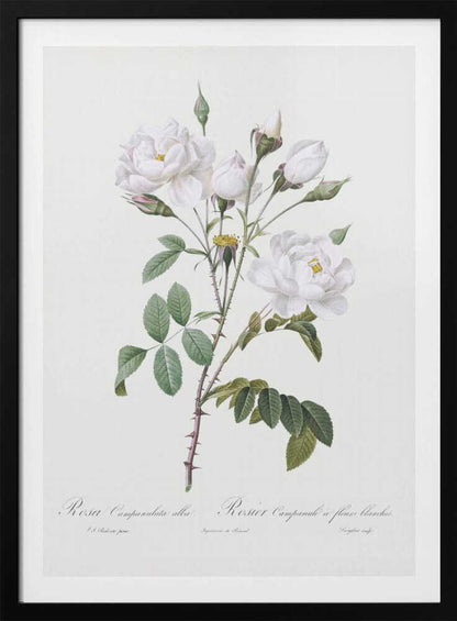 Rosa Gallica Pontiana, Les Roses (1817–1824) - Poster / Art Print