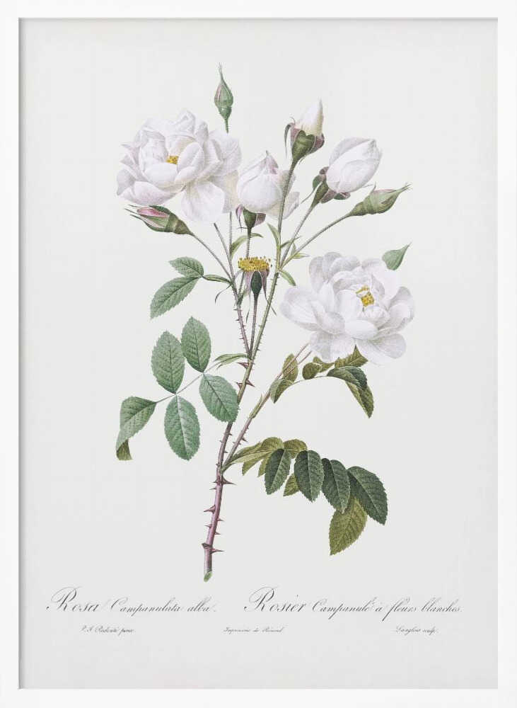 Rosa Gallica Pontiana, Les Roses (1817–1824) - Poster / Art Print