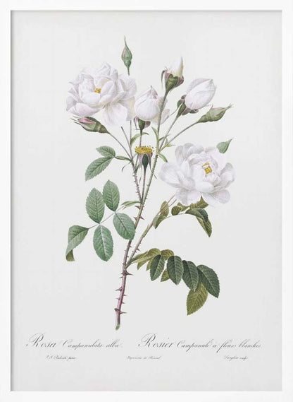 Rosa Gallica Pontiana, Les Roses (1817–1824) - Poster / Art Print