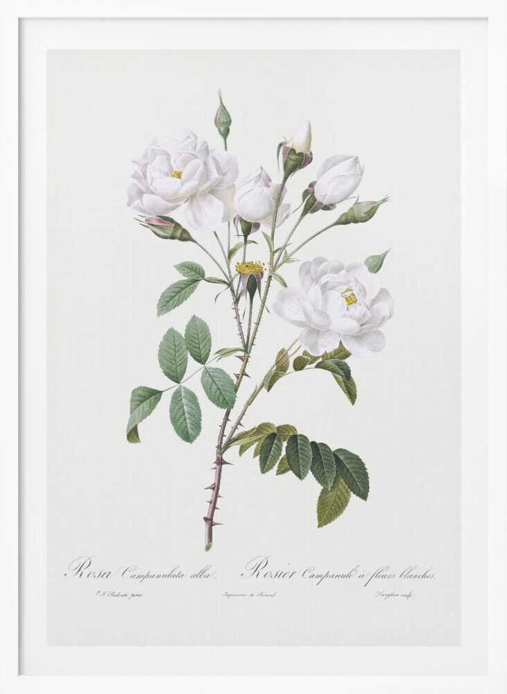Rosa Gallica Pontiana, Les Roses (1817–1824) - Poster / Art Print