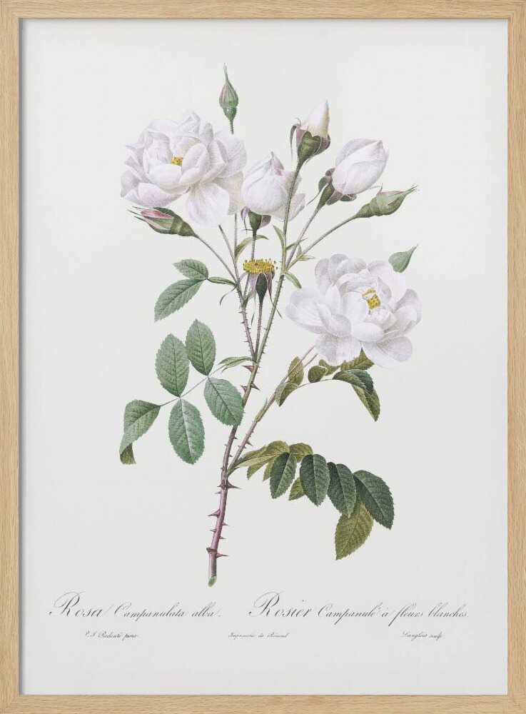 Rosa Gallica Pontiana, Les Roses (1817–1824) - Poster / Art Print
