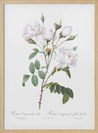 Rosa Gallica Pontiana, Les Roses (1817–1824) - Poster / Art Print