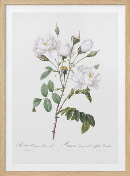 Rosa Gallica Pontiana, Les Roses (1817–1824) - Poster / Art Print