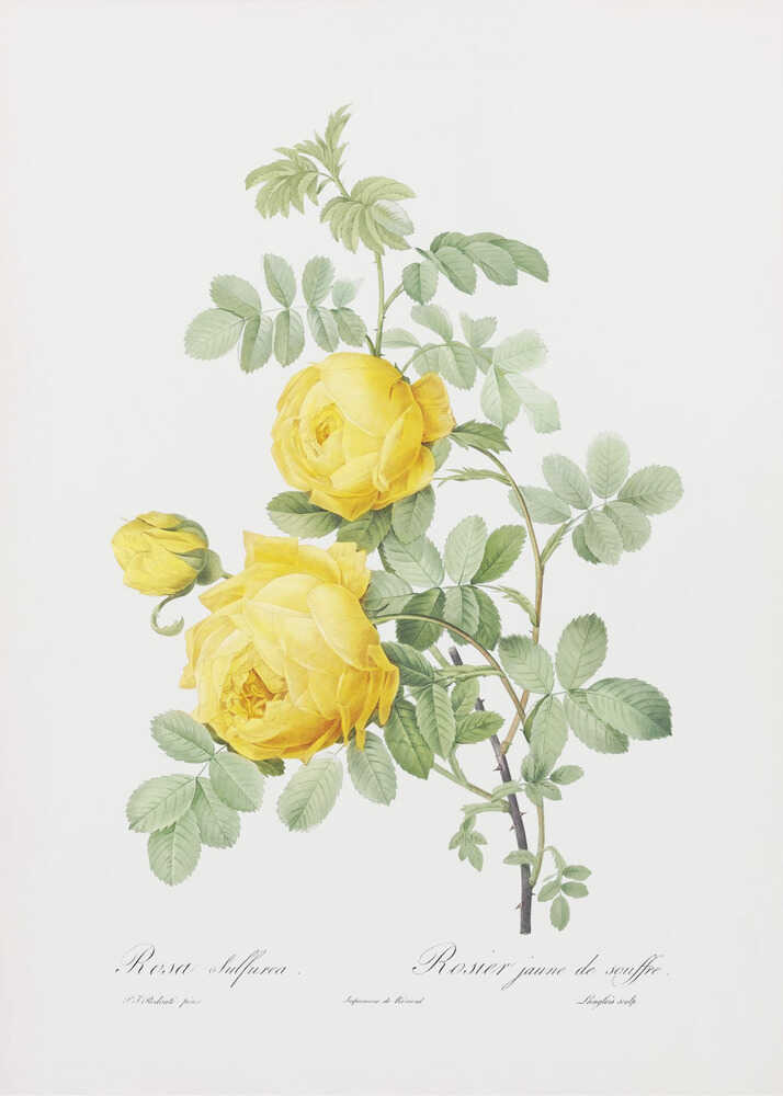 Rosa Hemisphaerica, Les Roses (1817–1824) - Poster / Art Print