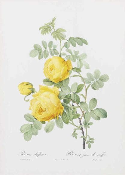 Rosa Hemisphaerica, Les Roses (1817–1824) - Poster / Art Print