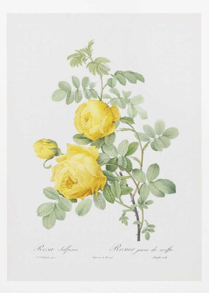Rosa Hemisphaerica, Les Roses (1817–1824) - Poster / Art Print