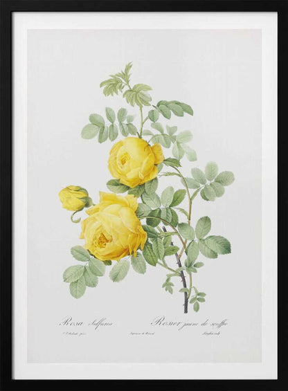 Rosa Hemisphaerica, Les Roses (1817–1824) - Poster / Art Print