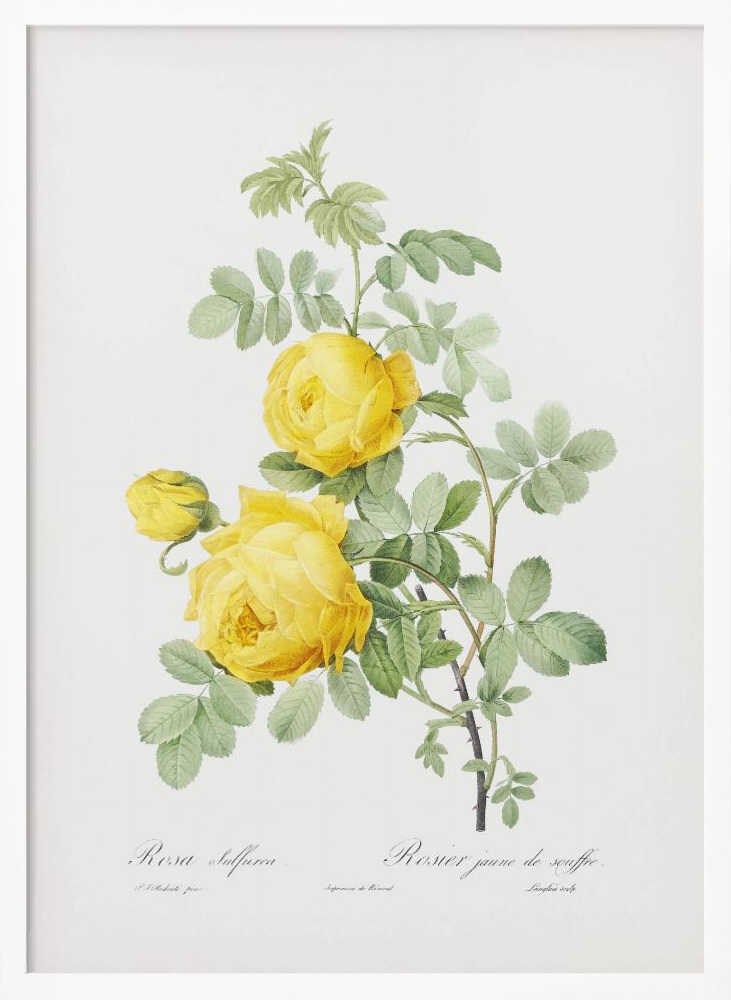 Rosa Hemisphaerica, Les Roses (1817–1824) - Poster / Art Print