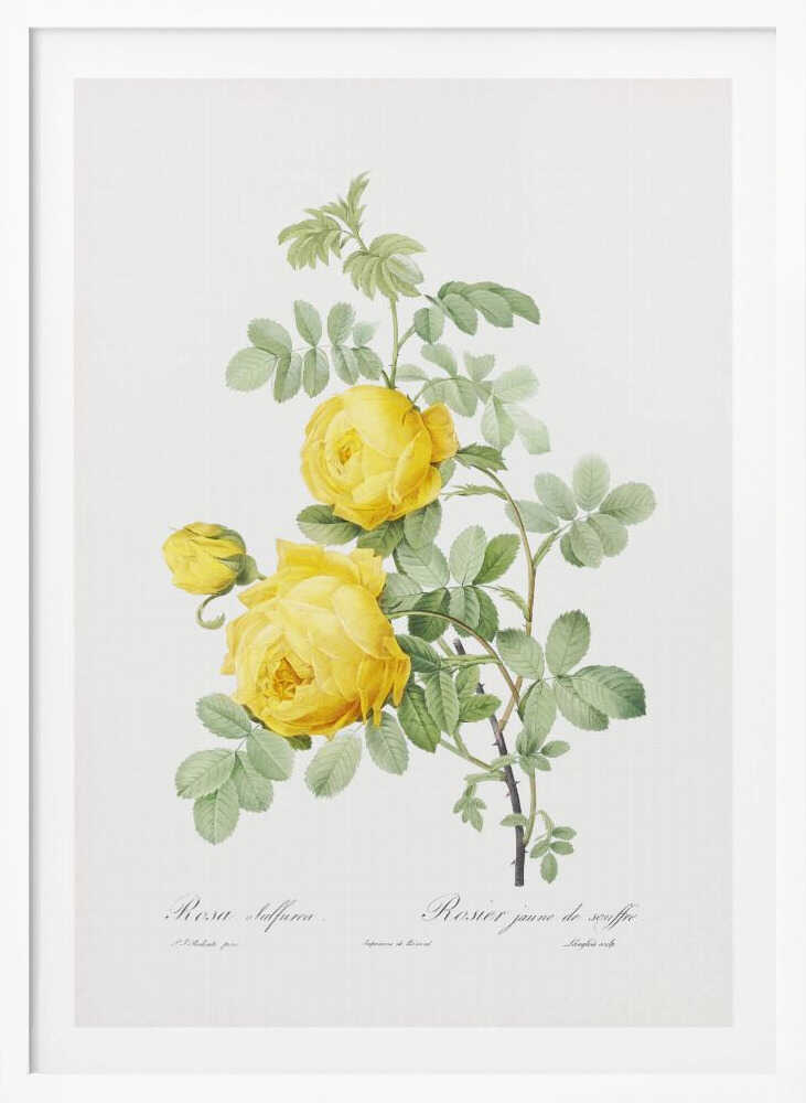 Rosa Hemisphaerica, Les Roses (1817–1824) - Poster / Art Print