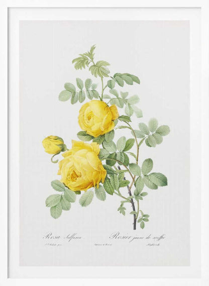 Rosa Hemisphaerica, Les Roses (1817–1824) - Poster / Art Print