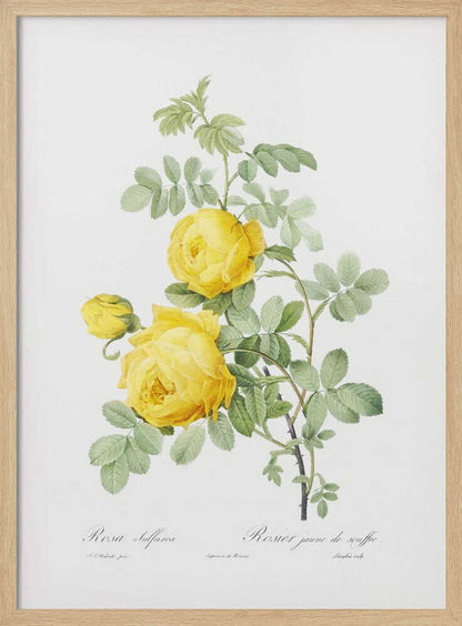 Rosa Hemisphaerica, Les Roses (1817–1824) - Poster / Art Print