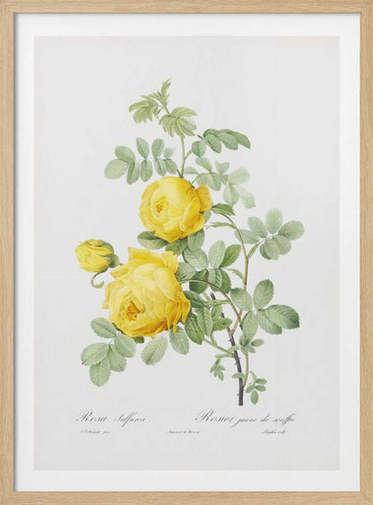 Rosa Hemisphaerica, Les Roses (1817–1824) - Poster / Art Print